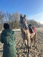 Super leuke pony te lease, Ophalen of Verzenden, Dressuur