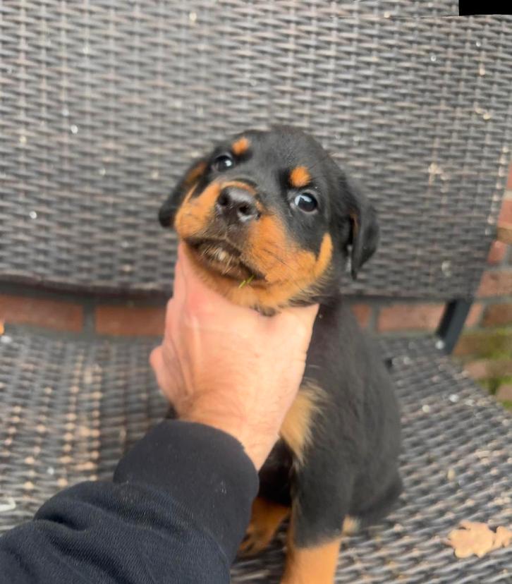 Rottweiler pups, Dieren en Toebehoren, Honden | Herdershonden en Veedrijvers, Teef, Overige rassen, Particulier, Meerdere, Nederland