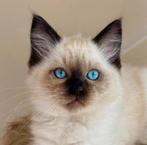 Seal point kater met stamboom | ragdoll, Kater, Gechipt, 0 tot 2 jaar