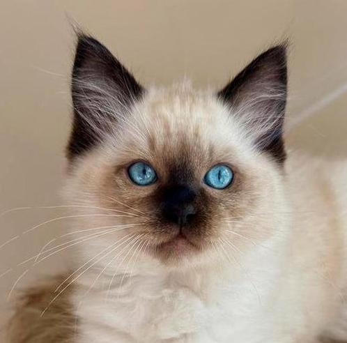 Seal point kater met stamboom | ragdoll, Dieren en Toebehoren, Katten en Kittens | Raskatten | Langhaar, Kater, 0 tot 2 jaar, Met stamboom