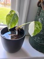Monstera variegata, Ophalen of Verzenden, Halfschaduw, Minder dan 100 cm