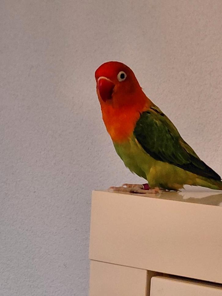 Agapornis fischeri, Dieren en Toebehoren, Vogels | Parkieten en Papegaaien, Dwergpapegaai of Agapornis, Tam