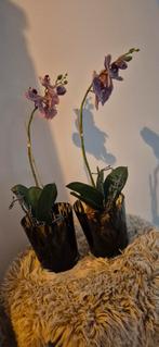 Orchideeën in pot., Huis en Inrichting, Kamerplanten, Ophalen, In pot, Halfschaduw, Minder dan 100 cm