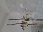 Macrame hangers met pot en hangplanten, Huis en Inrichting, Kamerplanten, Ophalen of Verzenden, Overige soorten, Minder dan 100 cm