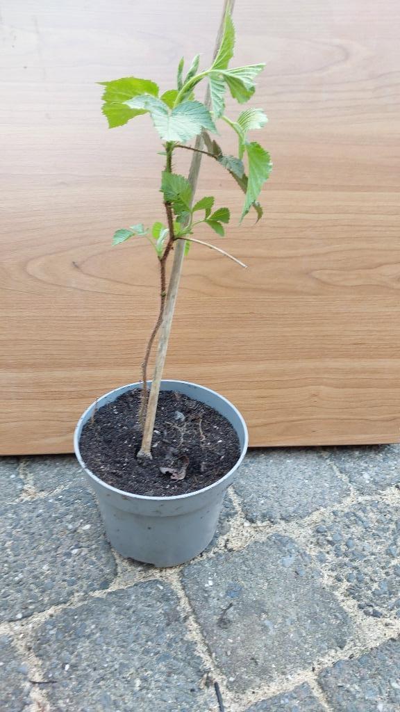 framboos winterhard en makkelijk in onderhoud, Tuin en Terras, Planten | Tuinplanten, Vaste plant, Fruitplanten, Volle zon, Zomer