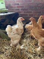 Brahma haan 3 stuks - gratis, Dieren en Toebehoren, Mannelijk, Kip
