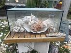 Schelpen verzameling, Verzamelen, Mineralen en Fossielen, Ophalen of Verzenden, Schelp(en)
