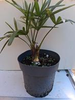 Partij trachycarpus fortunei, Tuin en Terras, Planten | Tuinplanten, Ophalen, Overige soorten