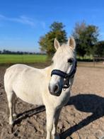 Lieve B-pony voor stoere ruiter, Dieren en Toebehoren, Gechipt, B, Ruin, B pony (1.17m tot 1.27m)