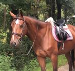 Bijrijder/verzorger gezocht voor lieve ruin!, Ophalen of Verzenden, Nieuw