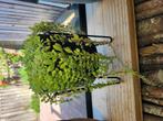 Plant, Ophalen, Overige soorten