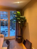 Bananenplant, Ophalen, Halfschaduw, 200 cm of meer