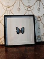 Opgezette vlinder morpho in grote lijst, Ophalen of Verzenden, Zo goed als nieuw, Insect, Opgezet dier