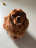 Lieve Ruby Cavalier King Charles Spaniel (8 jaar), Dieren en Toebehoren, 6 jaar of ouder, Reu, Eén hond, Spaniël
