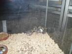 o wat leuk, Dieren en Toebehoren, Vogels | Overige Vogels, Mannelijk