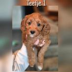 Prachtige Cavapoo pups beschikbaar, Dieren en Toebehoren, Parvo, Nederland, Overige rassen, 8 tot 15 weken