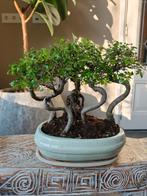 Zelkova Bossage Bonsai, Bloeit niet, Halfschaduw, Minder dan 100 cm, Overige soorten