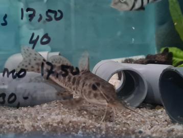 Giraffekopmeerval, Auchenoglanis Occidentalis beschikbaar voor biedingen