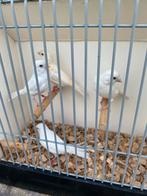 witte kanarie pop met 3 jongen, Dieren en Toebehoren, Vogels | Kanaries