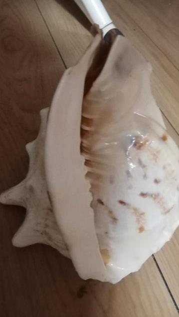 2 verschillende schelpen groot  beschikbaar voor biedingen