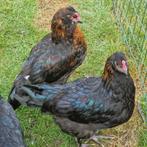 2 hanen kruising Araucana x Maran kleurlegger groenlegger, Mannelijk, Kip