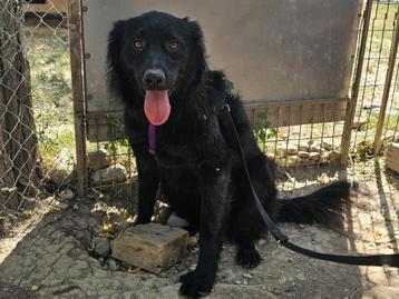 Prachtige Cindy is een vrolijke en sociale hond beschikbaar voor biedingen