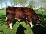 Brandrode stier - rund, Dieren en Toebehoren, Mannelijk, 0 tot 2 jaar