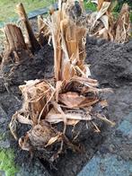 Bananen bomen., Minder dan 3 m³, Ophalen