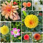 Dahliaknollen - Prachtige bloemen voor uw tuin!, Tuin en Terras, Planten | Tuinplanten, Overige soorten, Volle zon, Vaste plant