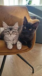 Siberische kat x ragdoll katertje kitten, Dieren en Toebehoren, Katten en Kittens | Raskatten | Langhaar, Meerdere dieren, Gechipt