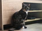 2 Lieve poesjes zoeken een nieuw huisje, Dieren en Toebehoren, Katten en Kittens | Overige Katten, Poes