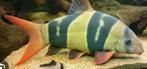 Gezocht, grote clown botia., Dieren en Toebehoren, Vis