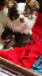Te koop chihuahua teefje, Dieren en Toebehoren, Honden | Chihuahua's en Gezelschapshonden, België, Particulier, 8 tot 15 weken