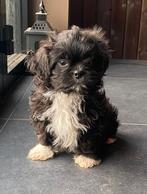 Nog 1 Boomer pup beschikbaar, Overige rassen, CDV (hondenziekte), 8 tot 15 weken, Meerdere