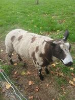 Bonte dekram, Dieren en Toebehoren, Mannelijk, Schaap, 0 tot 2 jaar