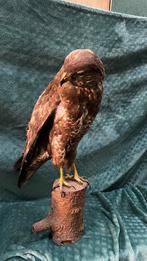 Buizerd, Ophalen, Gebruikt, Vogel, Opgezet dier