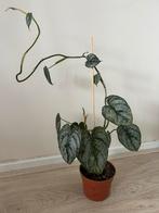 Philodendron brandtianum, Huis en Inrichting, Kamerplanten, Ophalen of Verzenden, Overige soorten, Minder dan 100 cm