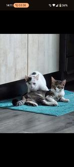 GOED THUIS GEZOCHT VOOR KITTENS, Dieren en Toebehoren, Katten en Kittens | Overige Katten, Meerdere dieren, Kortharig, 0 tot 2 jaar