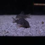 Pantermeerval sterbai - Corydoras sterbai, Dieren en Toebehoren, Vis, Zoetwatervis, Schoolvis
