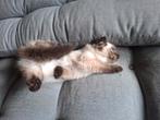 Ragdoll kittens, Dieren en Toebehoren, Katten en Kittens | Raskatten | Langhaar, Meerdere dieren, Ontwormd, 0 tot 2 jaar