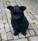 Prachtige POMAPOO ( Toypoedel x Pomeriaan), Poedel, Reu, CDV (hondenziekte), 8 tot 15 weken