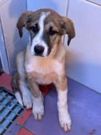 ACE: Wyda, lieve sociale en aanhankelijke pup, Particulier, 8 tot 15 weken, Buitenland, Teef