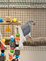 Jonge halsbandparkieten halsband parkieten, Dieren en Toebehoren, Vogels | Parkieten en Papegaaien, Meerdere dieren, Parkiet, Geringd
