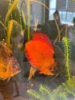 Discus vis, Dieren en Toebehoren, Vissen | Aquariumvissen