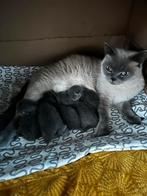 Brits korthaar kittens geboren op 24 september, Dieren en Toebehoren, Katten en Kittens | Raskatten | Korthaar, Meerdere dieren