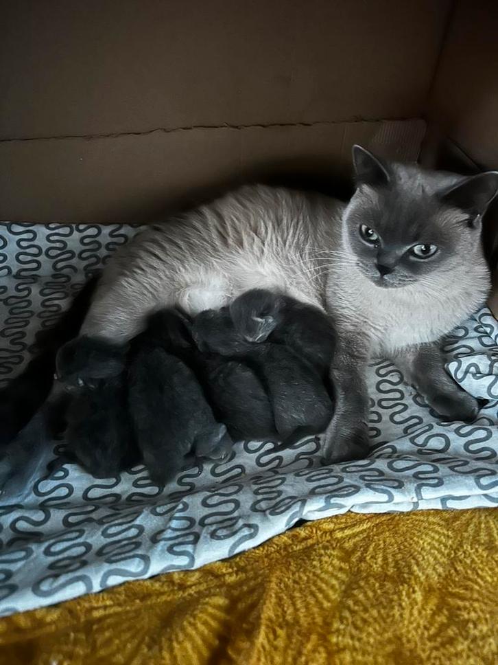 Brits korthaar kittens geboren op 24 september, Dieren en Toebehoren, Katten en Kittens | Raskatten | Korthaar, Meerdere dieren