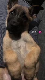 Mechelse Herder Teef, Rabiës (hondsdolheid), 15 weken tot 1 jaar, Teef, Eén hond