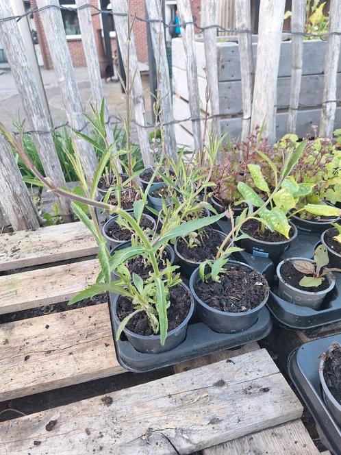 Vaste planten / stekjes €1,- p.s., Tuin en Terras, Planten | Tuinplanten, Overige soorten, Volle zon, Zomer, Ophalen