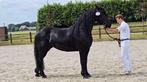 Friese stb merrie met vol papier, Dieren en Toebehoren, Paarden, Merrie, Gechipt, 7 tot 10 jaar, 160 tot 165 cm