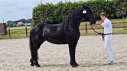 Friese stb merrie met vol papier, Dieren en Toebehoren, Paarden, Merrie, Onbeleerd, 160 tot 165 cm, 7 tot 10 jaar, Recreatiepaard